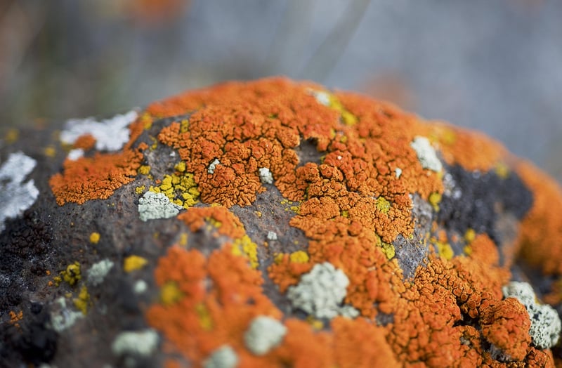 Microbial Organisms